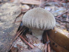 Lycoperdon pulcherrimum