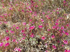 Clarkia speciosa