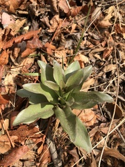 Lilieae