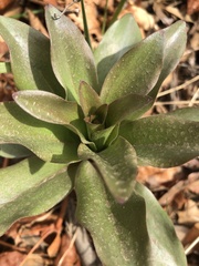 Lilieae