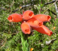 Erica cerinthoides cerinthoides