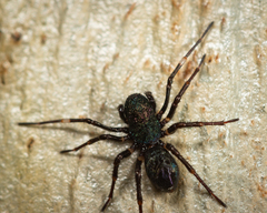 Zillimata scintillans