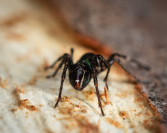 Zillimata scintillans