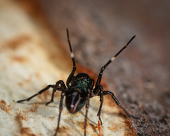 Zillimata scintillans