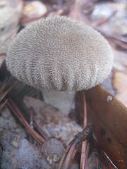 Lycoperdon pulcherrimum