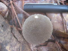 Lycoperdon pulcherrimum