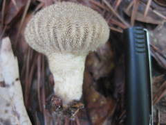 Lycoperdon pulcherrimum