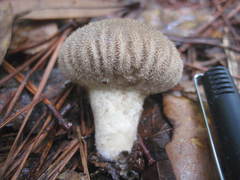 Lycoperdon pulcherrimum