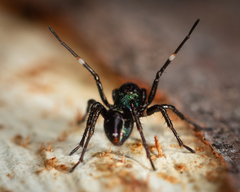 Zillimata scintillans