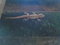 Hemidactylus frenatus