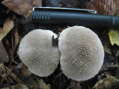 Lycoperdon pulcherrimum