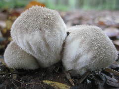 Lycoperdon pulcherrimum