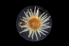 Aulactinia stella image