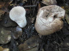 Lycoperdon pulcherrimum