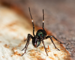 Zillimata scintillans