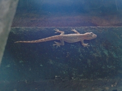 Hemidactylus frenatus