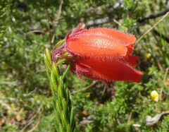 Erica cerinthoides cerinthoides