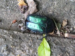 Protaetia orientalis