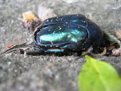 Protaetia orientalis