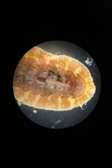 Boreochiton ruber