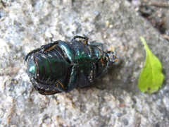 Protaetia orientalis