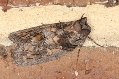 Discophlebia celaena