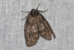 Discophlebia celaena