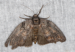 Discophlebia celaena
