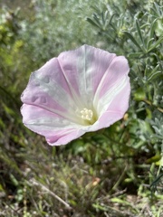 Calystegia macrostegia macrostegia