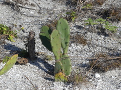 Opuntia austrina