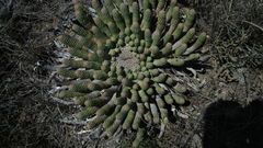 Euphorbia esculenta