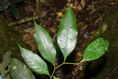 Lithocarpus