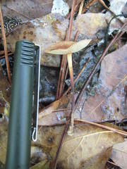 Marasmius fulvoferrugineus