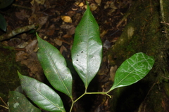 Lithocarpus