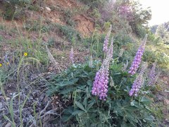 Lupinus cervinus