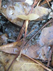 Marasmius fulvoferrugineus