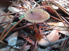 Marasmius fulvoferrugineus