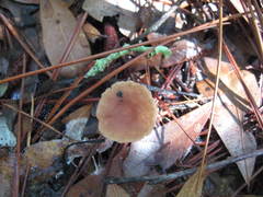 Marasmius fulvoferrugineus