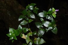 Hedyotis
