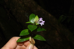 Hedyotis