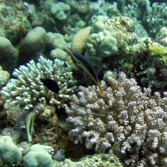 Gomphosus klunzingeri