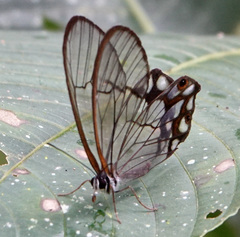 Pseudohaetera hypaesia