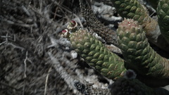 Euphorbia esculenta