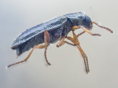 Eschatocrepis constrictus