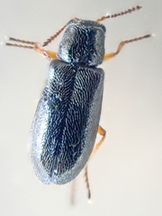 Eschatocrepis constrictus