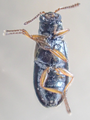 Eschatocrepis constrictus