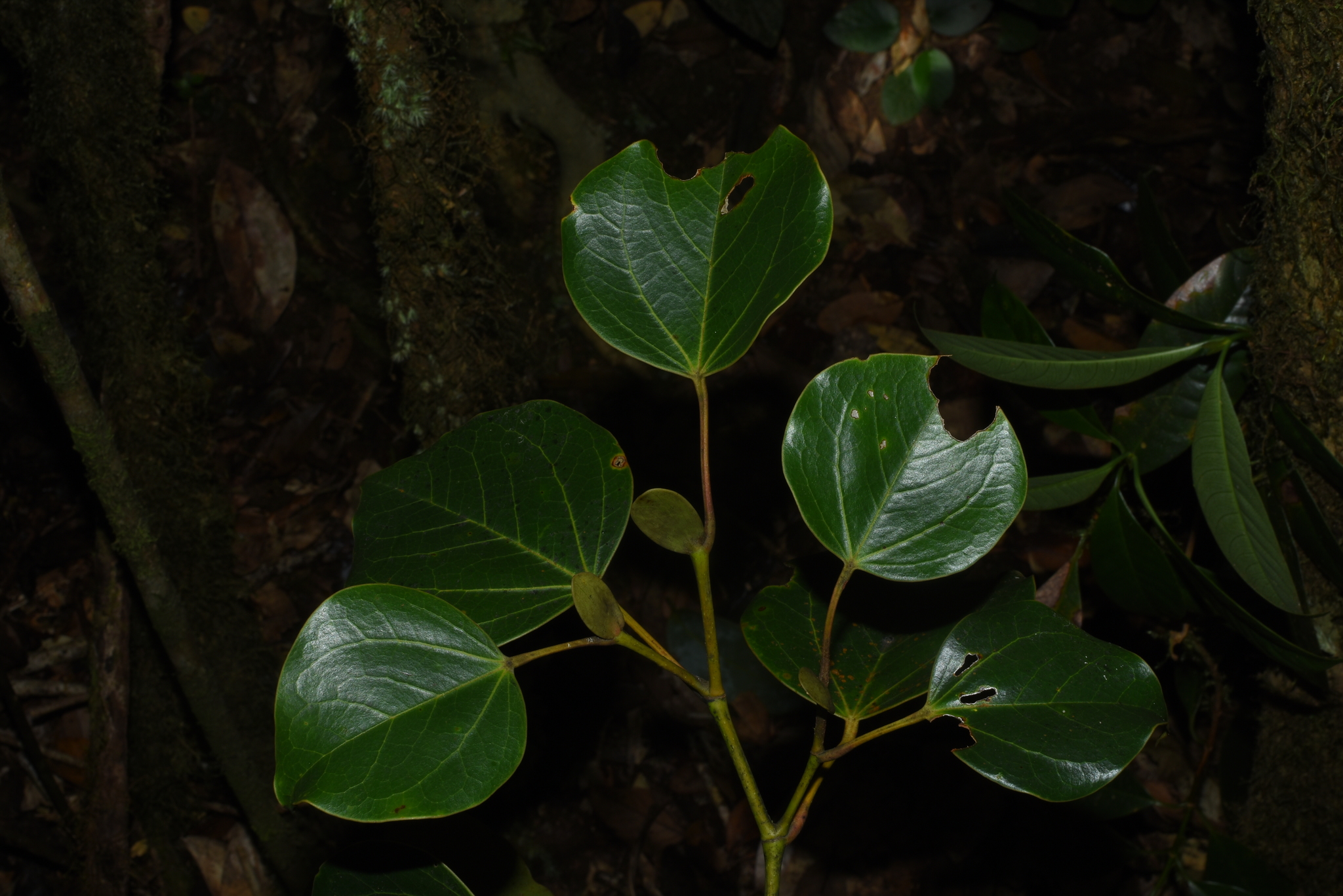 Exbucklandia populnea (Exbucklandia populnea)