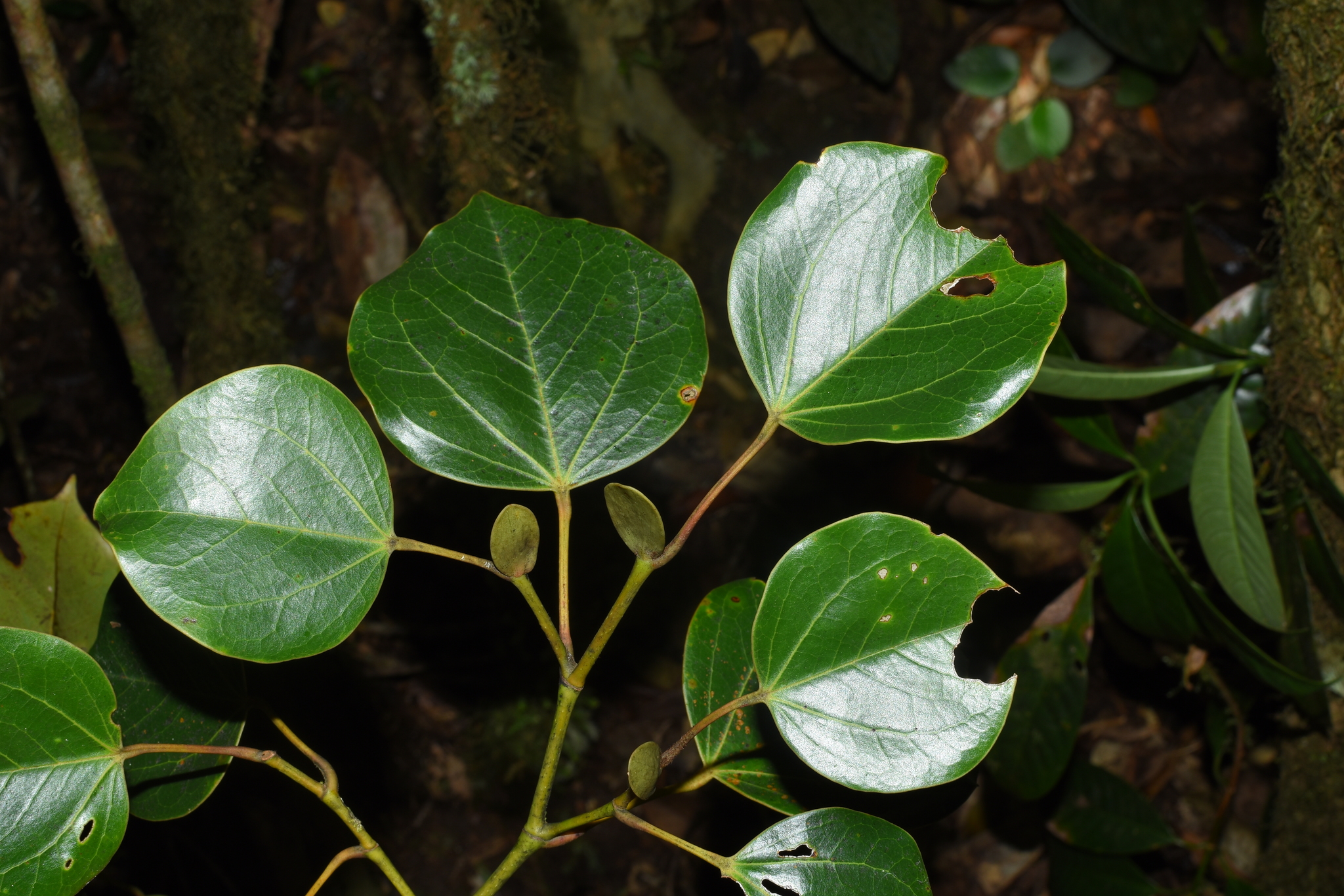 Exbucklandia populnea — ảnh 2