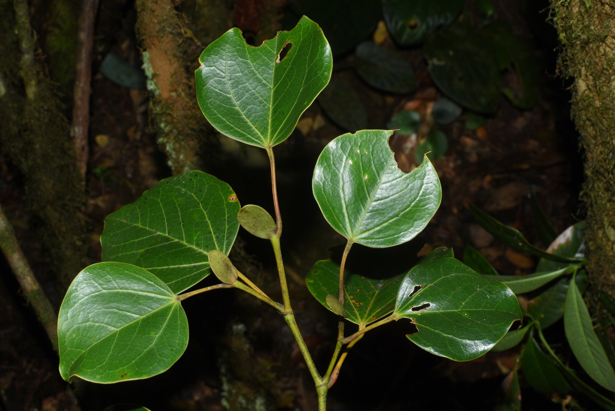 Exbucklandia populnea — ảnh 3