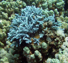 Acropora austera